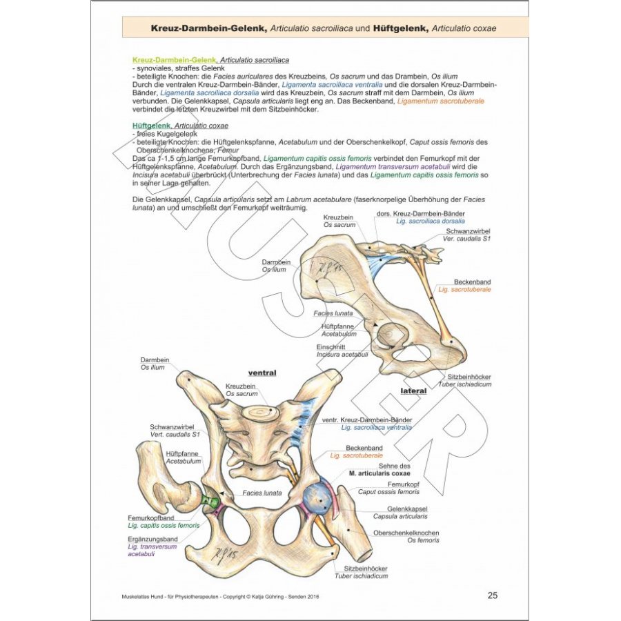 Lern und Arbeitsbuch für Studium und Praxis für Tierphysio und