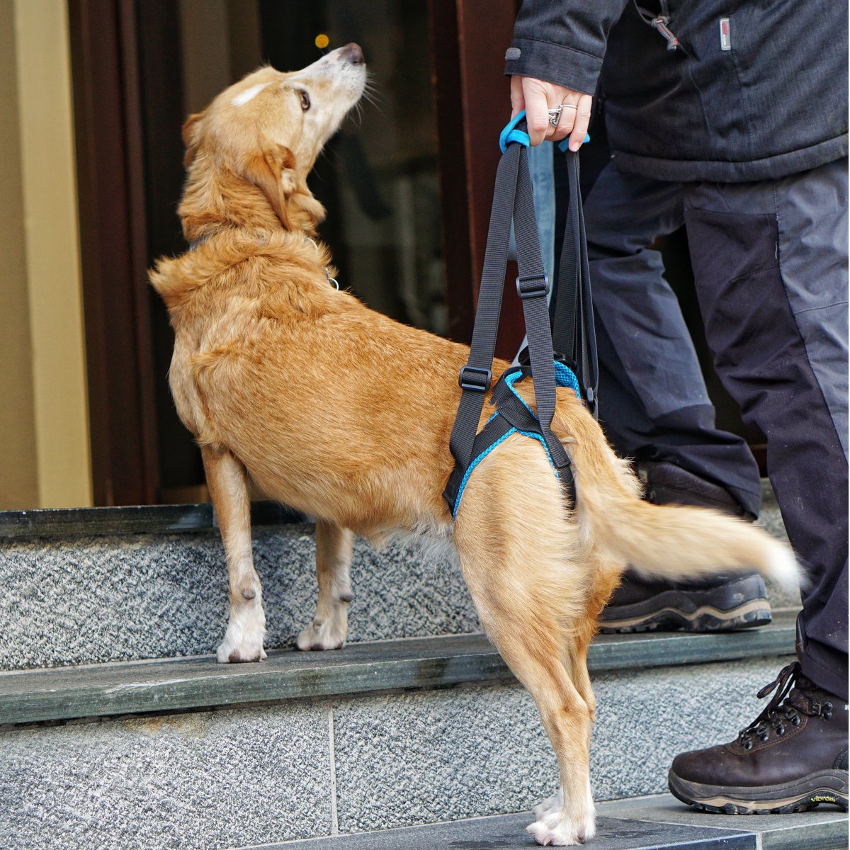 Hip Lifter Gehhilfe Hebehilfe für Hunde, Hinterbein Auffanggurt