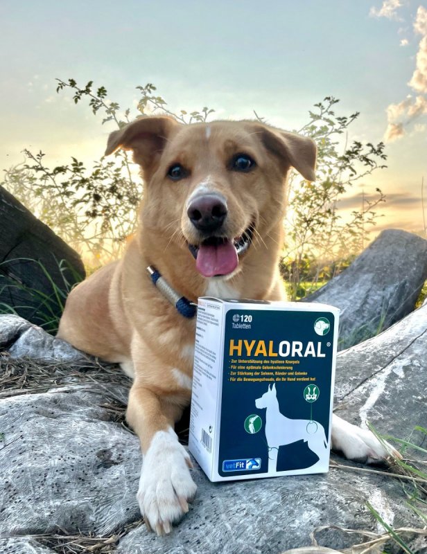 HyalOraL für Hunde Hyaluronsäure für gesunde Gelenke ohne Spritze